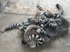 -西霞口神雕山野生动物世界