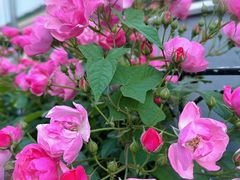 -新虹桥中心花园