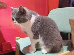 -猫色咖啡·猫咖