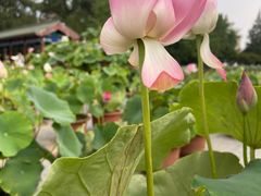 -莲花池公园