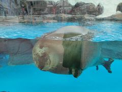 -海合安成都极地海洋公园