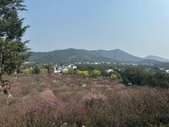 -香雪海