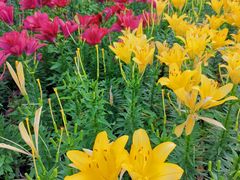 -长春公园(普阳街道)