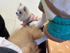 -怪兽屋·羊驼·猫咖·狗咖(俊华广场店)