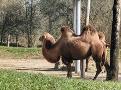 -北京野生动物园