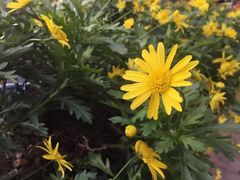 -石家庄市植物园