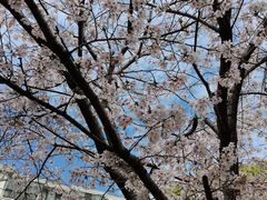 -高东镇樱花园