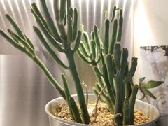 -CoCo都可(360丰产店)