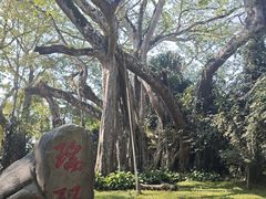 -独树成林