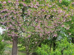 -南汇桃花村