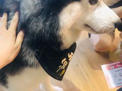 -Husky Go! 哈士奇体验馆·宠物咖啡厅狗咖