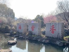 -香雪海