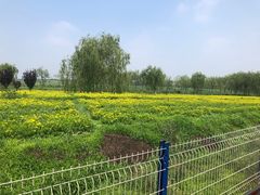 -西青郊野公园