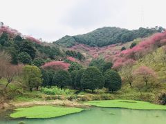 -新建村梅花