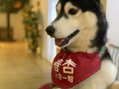 -Husky Go! 哈士奇体验馆·宠物咖啡厅狗咖