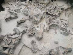 -自贡恐龙博物馆