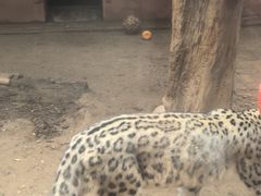 -青藏高原野生动物园