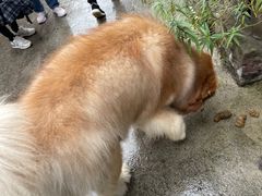 -喧闹·东方大气茶(鹅岭二厂店)