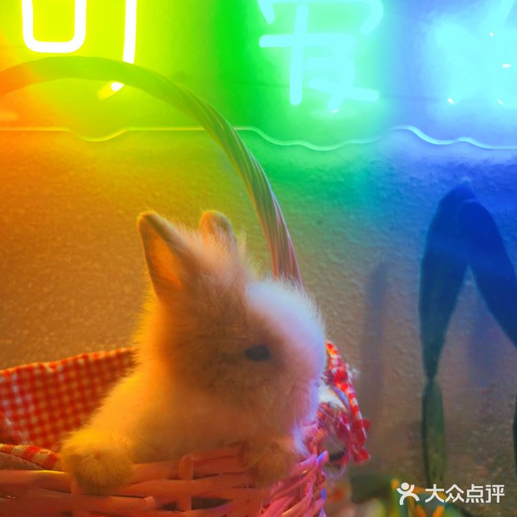 北京路撸宠圣地🦙可爱多羊驼俱乐部