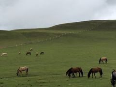 -贡格尔草原