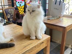 -猫小院猫主题餐厅(南锣旗舰店)