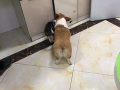 -德元·美联众合24小时动物医院(总院)