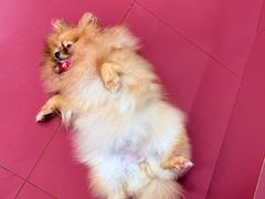 -和它·交个朋友·狗咖猫咖(爱琴海店)