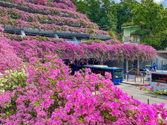 -深圳仙湖植物园
