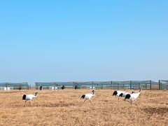 -盐城丹顶鹤湿地生态旅游区