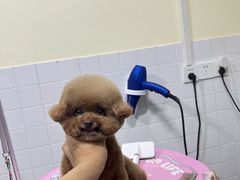 -Oh My Dog宠物沙龙(伊珊娜皮毛护理店)