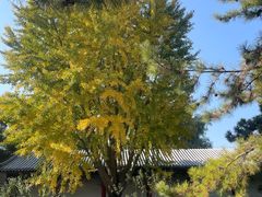 -宫事颐庭·老佛爷贵寿下午茶(颐和园店)