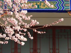 -桃花堤公园