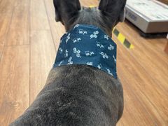 -瑞派·关忠动物医院·异宠专科·犬猫肿瘤·皮肤专科(望京店)