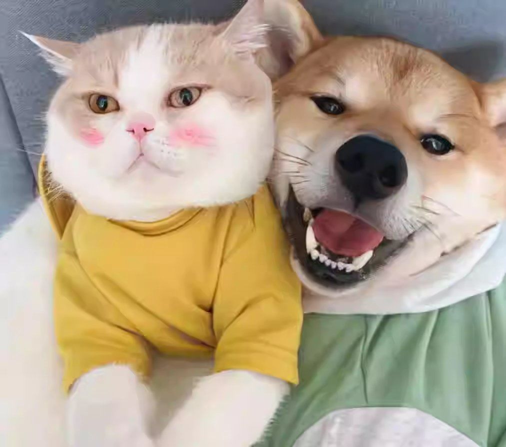 猫咪头像大集合