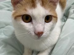 -爱侣宠医·鹦鹉专科·小型哺乳类·异宠专科(灵石路店)