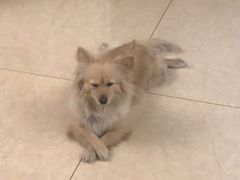 -乖乖宠物医院·猫科·急重症中心(车站北路分院)