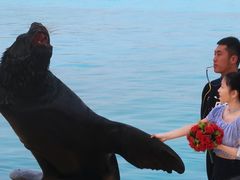 -秦皇岛乐岛海洋王国