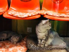 -猫咪博物馆(顶澳仔猫街店)