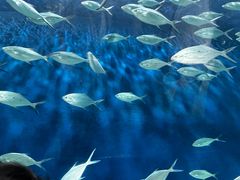 -上海海洋水族馆