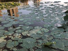 -前关湿地公园