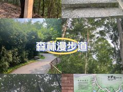 -火炉山森林公园