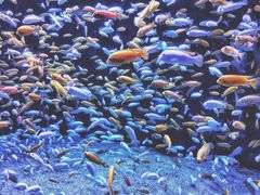 -成都浩海立方海洋公园