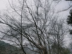 -杭州半山国家森林公园