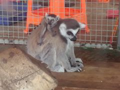 -泉州海丝野生动物世界