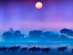 -罗红摄影艺术馆