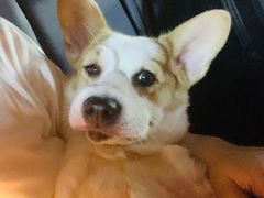 -顺强宠物诊所·狂犬免疫·夜诊·骨科(嘉定店)