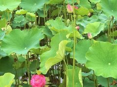 -沐仙湖湿地公园