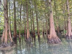 -桤木河湿地公园