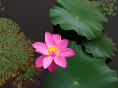 -上海市保健医疗中心