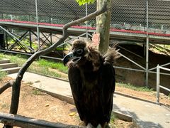 -西霞口神雕山野生动物世界